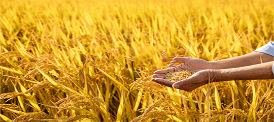 農(nóng)業(yè)農(nóng)村部 財政部關(guān)于公布2020年國家現(xiàn)代農(nóng)業(yè)產(chǎn)業(yè)園創(chuàng)建名單的通知